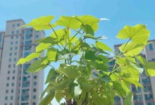 水生红薯的养殖技巧（打造高产优质的水生红薯园）