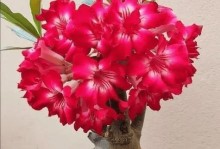 玫瑰花生长环境条件及特点（探秘玫瑰花的生命之旅）