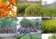 如何正确修剪桂花树？（最佳时间、方法与注意事项）