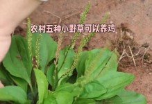 车前草种植全攻略（从选择品种到养护方法，这篇文章全都有！）