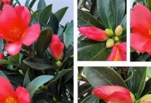 茶花种植技巧详解（最佳种植时间、土壤要求及养护方法一网打尽）