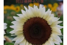 向日葵种子的种植方法（从选种到收获，教你轻松种植向日葵）