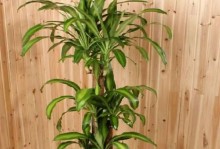 探讨以巴西木叶子黄了的处理方法（保护植物健康、维护生态平衡的关键措施）