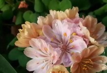 露薇花的养殖方法和注意事项（打造美丽花园的秘诀）