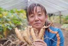 西洋参的最佳挖掘时间（挖掘技巧、保存技巧以及使用方法）