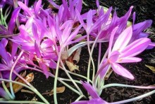 探秘藏红花开花的魅力（颜色斑斓的藏红花开花之谜）