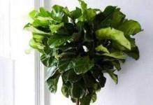 红薯的生长环境选择——喜阴还是喜阳？（探究红薯生长环境的选择原理和如何为其提供最佳环境）