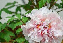 广西种牡丹花有哪些要注意的事项（牡丹花适宜在广西生长的区域和气候条件）