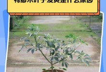 鸭掌树叶子打倦的原因与解决办法（探究鸭掌树叶子打倦的根本问题，为园林绿化提供解决方案）