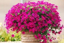 四季常青的幸福之花——雏菊（探秘雏菊四季开花的奥秘）