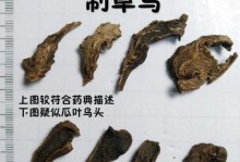 附片和草乌到底是同一种植物吗？（解析附片和草乌的异同，揭秘它们的真实身份）