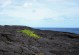 火山岩的植物种植应用（打造生态美景，从火山岩开始）