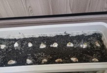 郁金香不发芽怎么办？（教你如何让郁金香发芽）