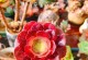 法师多肉——易养好养的多肉植物（养殖方法和养护要点）