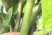 如何正确修剪一棵大型的金钱树（关键步骤和技巧，让您的金钱树健康成长）