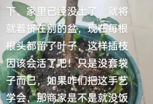 扦插技巧（探秘扦插中的关键环节，让植物顺利生根）