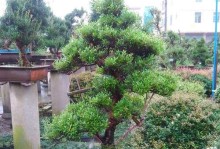 种植赤楠盆景的风水之道（家里种植赤楠盆景的好处和注意事项）