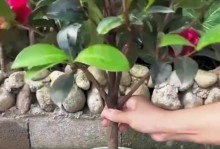 茶花叶子发黄的原因及治疗方法（茶花叶子发黄的关键原因和针对性治疗措施）