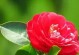 马鞍山市花——牵牛花（探秘马鞍山市花牵牛花的文化底蕴）