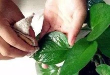 绿萝烂叶子怎么办？教你轻松拯救！（绿萝叶子烂的原因及处理方法）
