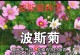 夏天的波斯菊之美（探寻波斯菊的播种之道）