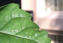 扶桑花遭虫害，如何应对？（保护扶桑花，让其绽放绚丽光芒）