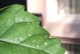 扶桑花遭虫害，如何应对？（保护扶桑花，让其绽放绚丽光芒）