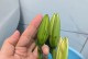 百合开花的秘密（揭秘百合开花的养护技巧）