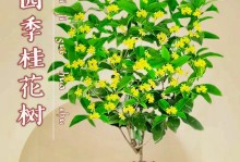 探秘桂花树的开花时节（一年四季皆可开花的桂花树真的存在吗？）