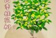 探秘桂花树的开花时节（一年四季皆可开花的桂花树真的存在吗？）