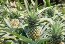波萝生长的地方——探索其生存环境与适应特性