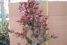 海棠花的养殖方法与注意事项（打造美丽花园，轻松养护海棠花）