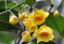 广西适合种什么花？（探寻广西花卉之美）
