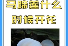 马蹄莲叶子弯曲的原因与机制解析（探究马蹄莲叶子弯曲现象背后的科学奥秘）
