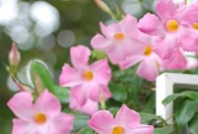 飘香藤开花时间及特点（了解飘香藤开花的秘密，享受缤纷花海）