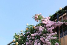 莫奈是藤本还是灌木？——探究莫奈作品中植物的特征