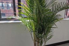 散尾葵如何选择肥料？（合适的肥料让散尾葵更茂盛）