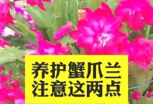 蟹爪兰正开花时叶子发黑的原因及应对措施（解析蟹爪兰叶子发黑的原因，并提供有效的护理方法）