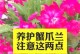 蟹爪兰正开花时叶子发黑的原因及应对措施（解析蟹爪兰叶子发黑的原因，并提供有效的护理方法）