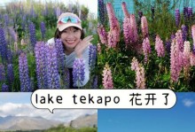 鲁冰花的家养方法大全（让你的家充满生机与美丽）