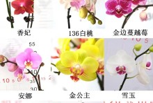 金边蝴蝶兰养殖全攻略（学会这些技巧，让你的蝴蝶兰繁花似锦）