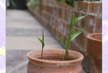宫灯花期过后的管理策略（以提高生长力为核心的关键管理措施）