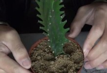 补血草的播种技巧与注意事项（以补血草怎么播种为主题的种植指南）