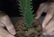 补血草的播种技巧与注意事项（以补血草怎么播种为主题的种植指南）
