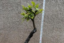 金弹子配土方法与种植土壤（提高金弹子生长效果的有效配方和种植技巧）