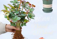 小玫瑰花的养护技巧（打造美丽庭院的秘密武器）