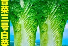 青口白菜亩产量多少斤？（种植技巧与管理方法）