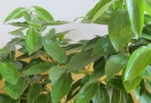 家里养平安树，风水好吗？（探究平安树的风水作用，看看它为何能够成为很多人的首选？）