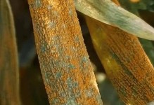 小麦病虫害防治技术与方法措施（有效保障小麦产量稳定增长）