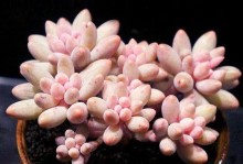 多肉婴儿手指的养护全指南（盆栽时间、光照、浇水、施肥、疾病防治……）